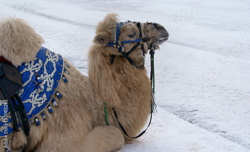 Camel  lies on snow