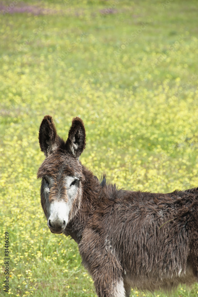 burro joven