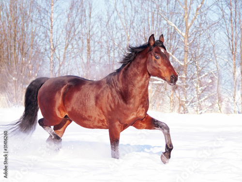 running bay horse at snow field