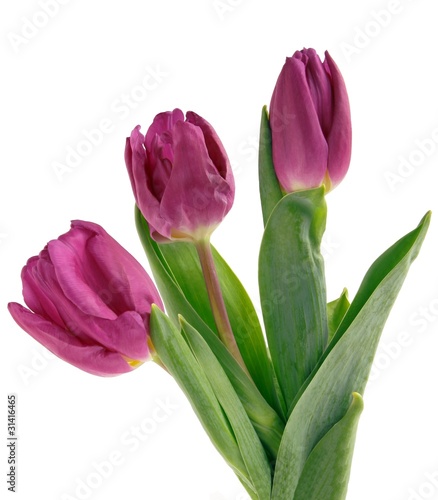 purple tulips