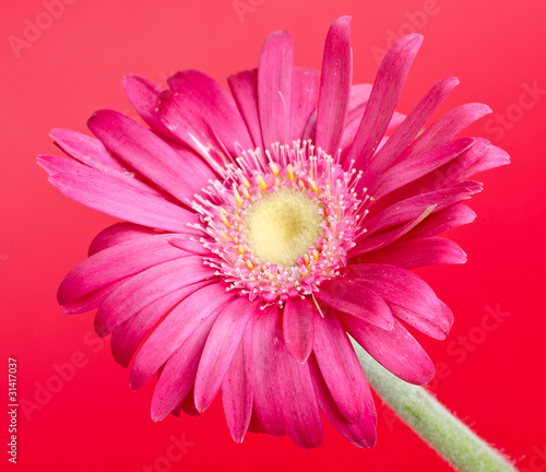 colorful germini flower
