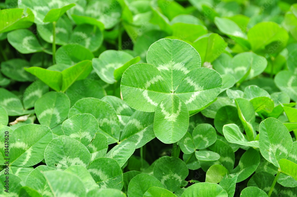 clover clover