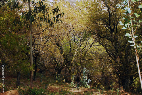paisagem natural minhota