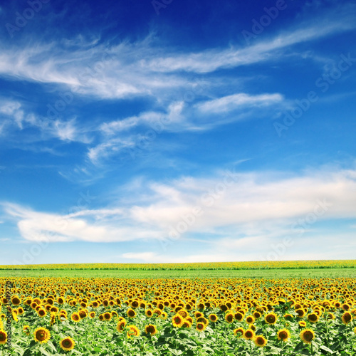 sunflower field