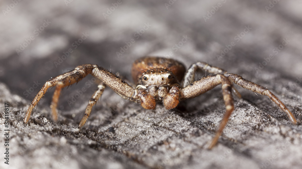 Running crab spider on wood, macro photo Running crab spider on wood, macro photo