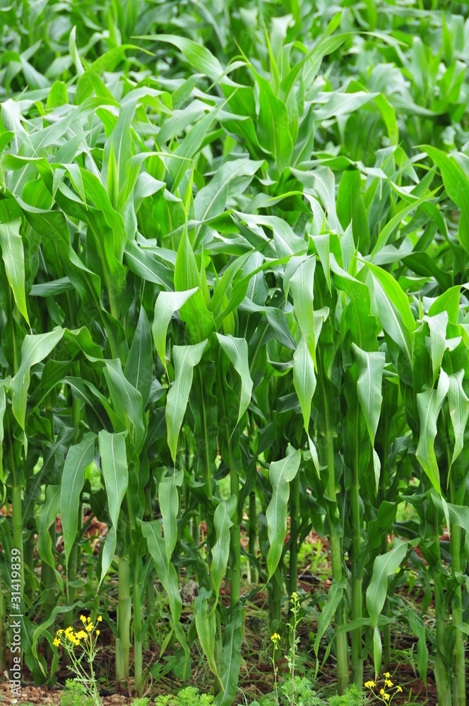 corn corn