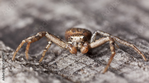 Running crab spider on wood, macro photo