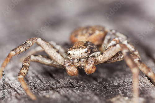Running crab spider on wood, macro photo
