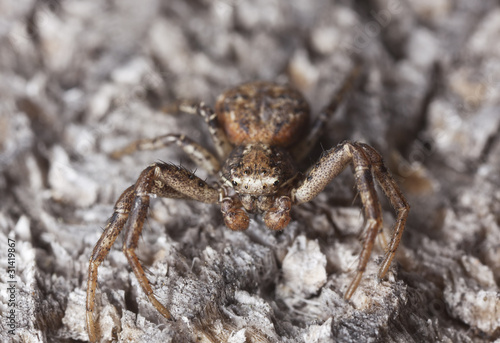 Turf running-spider (Philodromus cespitum)