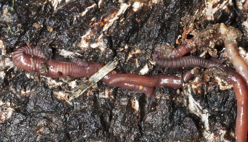 Earthworms in mould  macro photo
