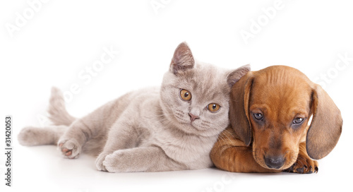 British kitten rare color (lilac) and puppy red dachshund