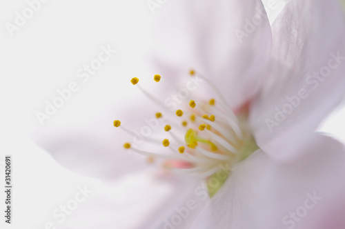 サクラの花のアップ