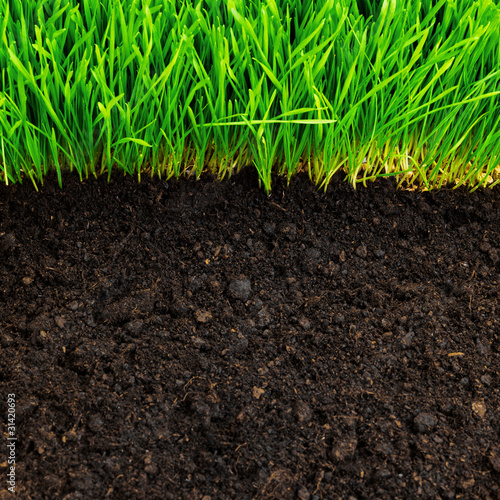healthy grass and soil