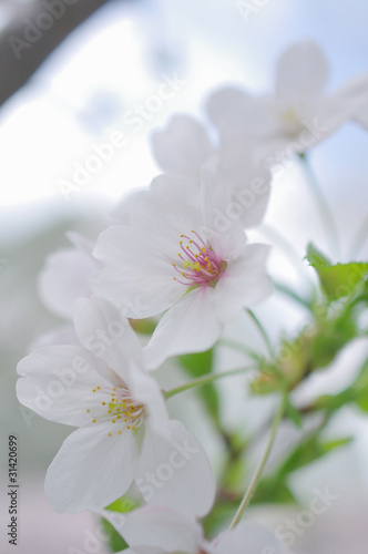 サクラの花のアップ