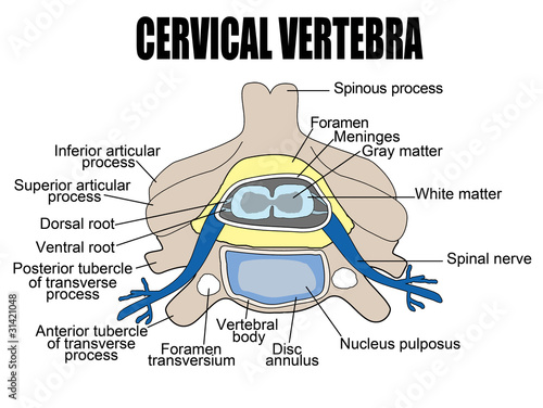 Cervical vertebra