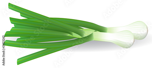 Fresh green onions. Vector illustration.