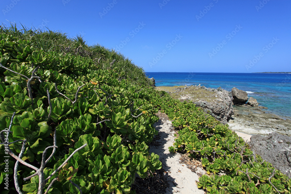 コマカ島の丘に茂る亜熱帯植物と紺碧の空