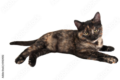 Photography Calico Kitten