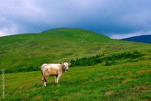 cow on a mountain pasture
