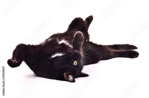 Playful black cat catching the toy lying on its back upside down
