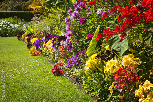 Fototapeta Naklejka Na Ścianę i Meble -  Colorful garden flowers