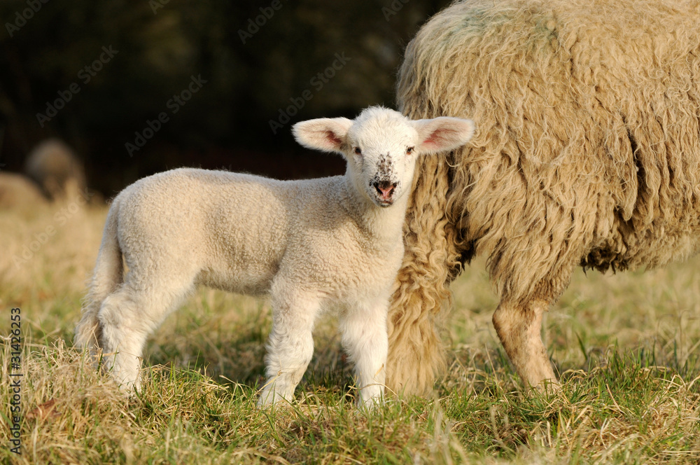 Weisses Lamm auf der Wiese