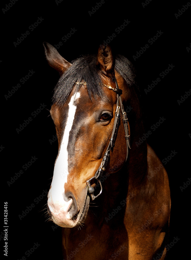 portrait of horse isolated on black portrait of horse isolated on black