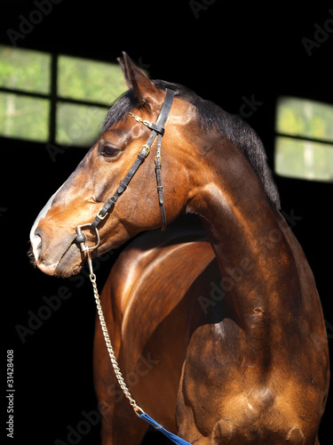portrait of beatiful horse at dark background