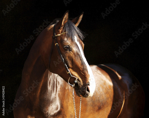 portrait of horse over black