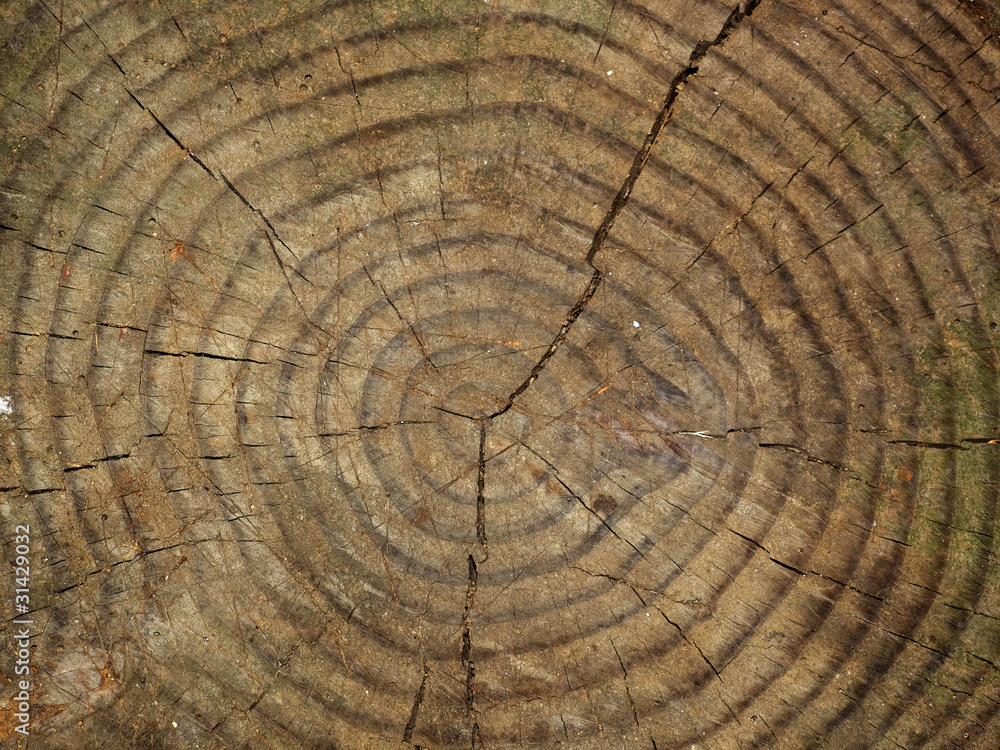 Naklejka premium tree trunk section close up