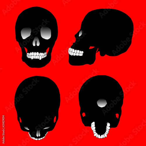 human skull vector