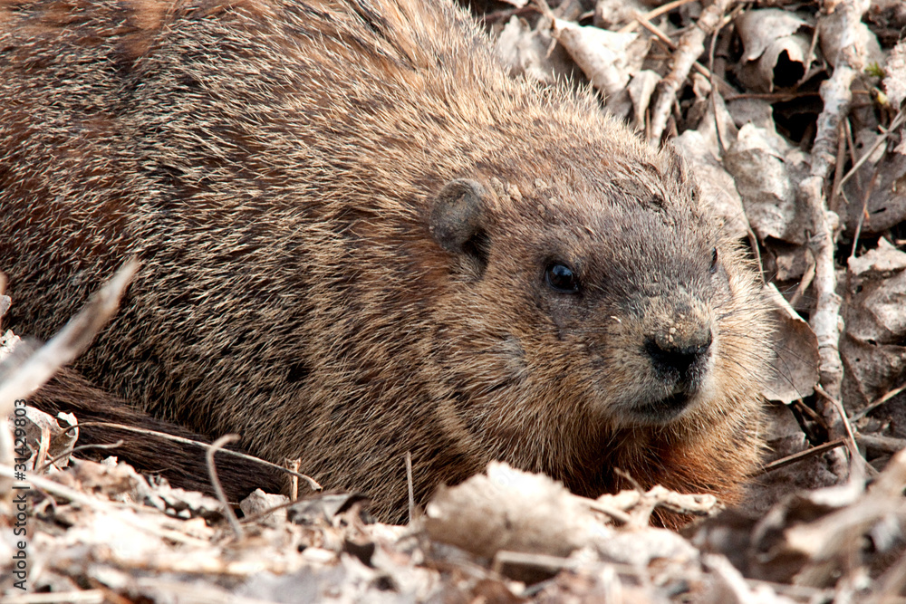 Ground hog