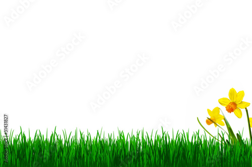 Gras und gelbe Narzissen