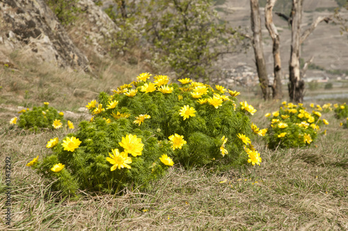 Naklejka Adonis du printemps