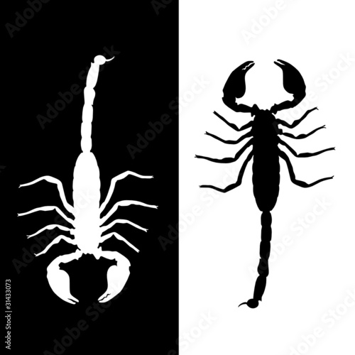 scorpion vector