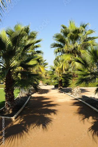 Palm trees in Federico Garcia Lorca Park photo