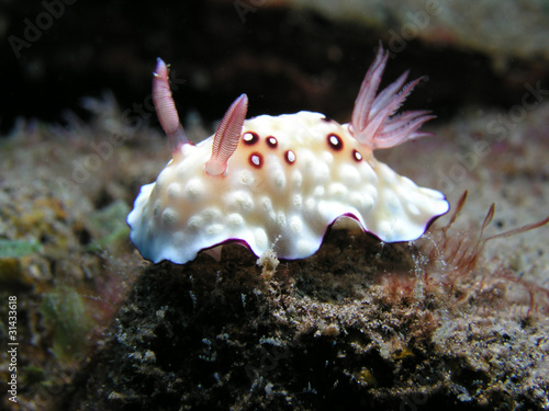 Nacktschnecke Nudibranch photo