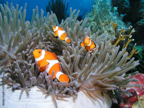 Fototapete Anemonenfisch Clownfisch Nemo