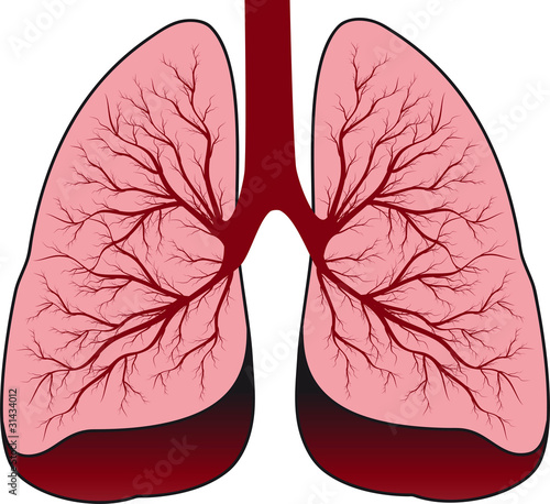 Human lungs