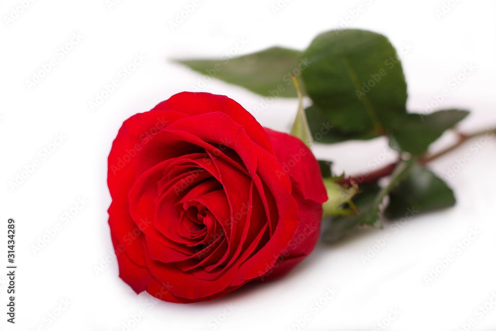 Fototapeta premium single rose