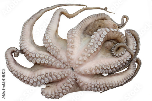 Raw octopus isolated on white background