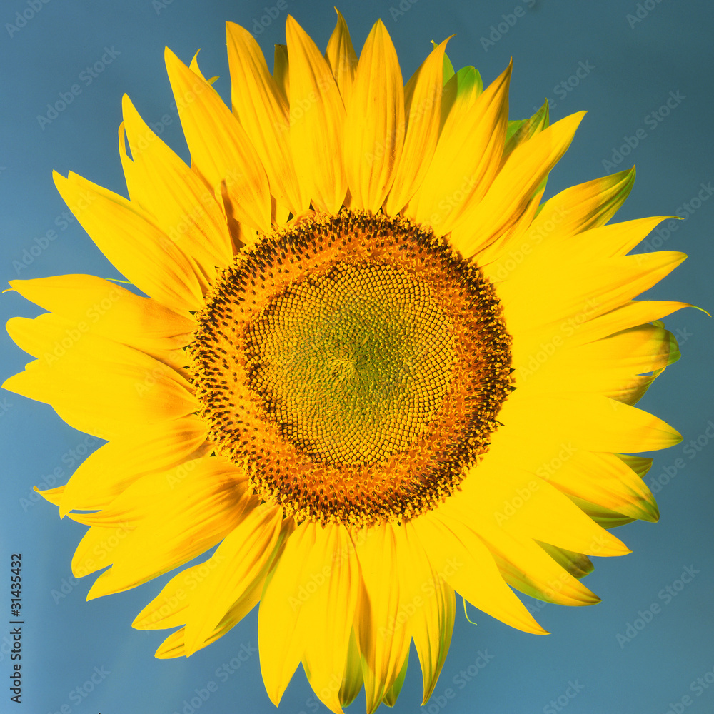 Obraz premium Sunflower