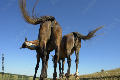 Horses