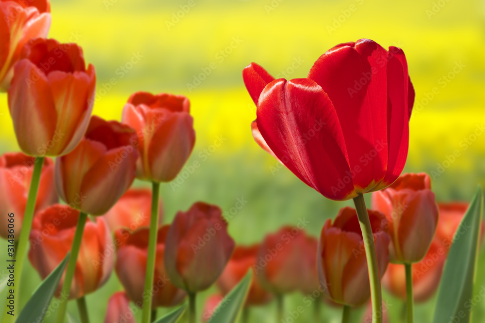 tulip tulip