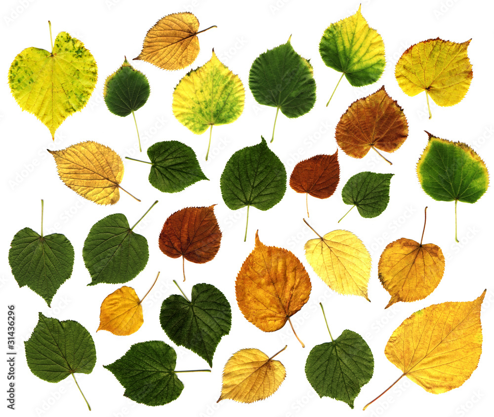 Obraz premium leaves