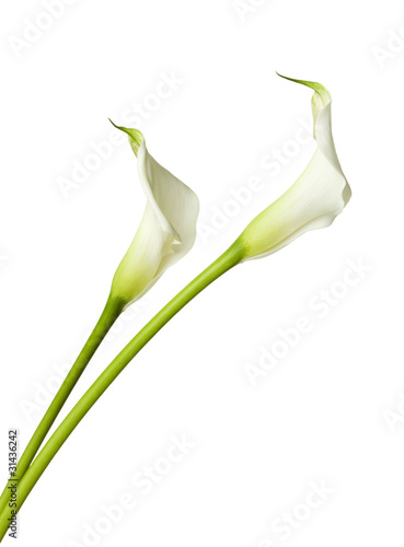 zwei weiße Calla Lilien isoliert