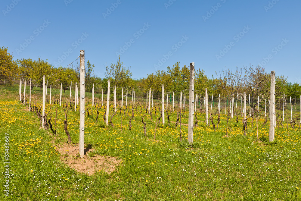 Fototapeta premium Vineyard in early spring