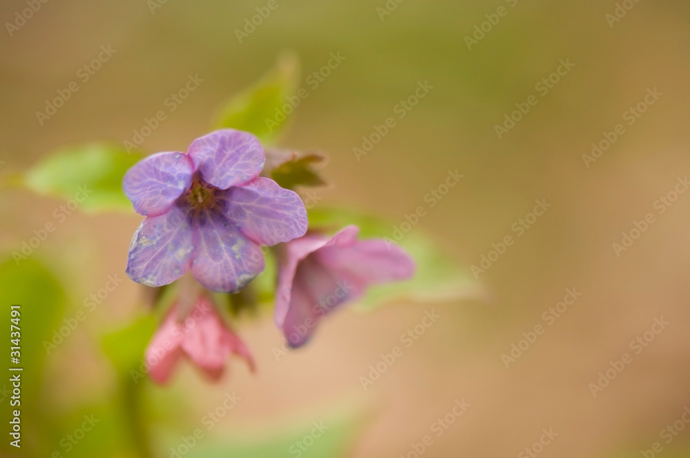 Pulmonaria obscura