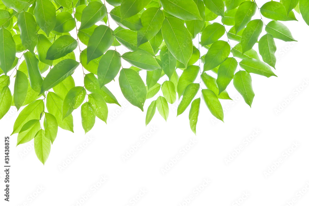 Green leaves on white background Green leaves on white background