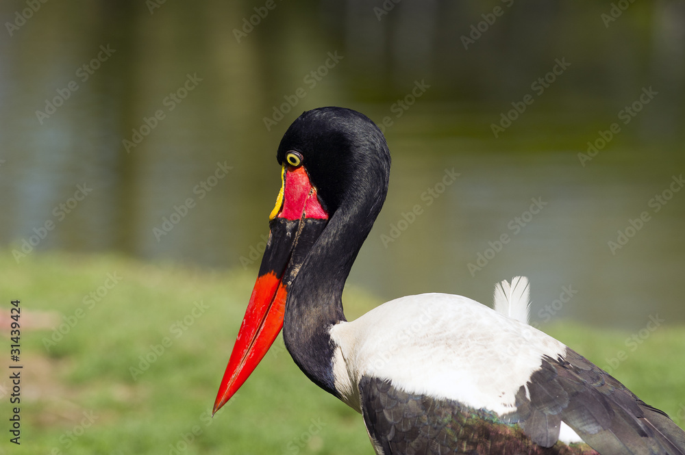Saddelbilled stork